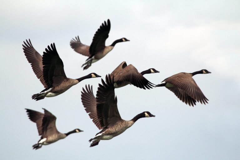 Canada geese flying in formation across a cloudy sky