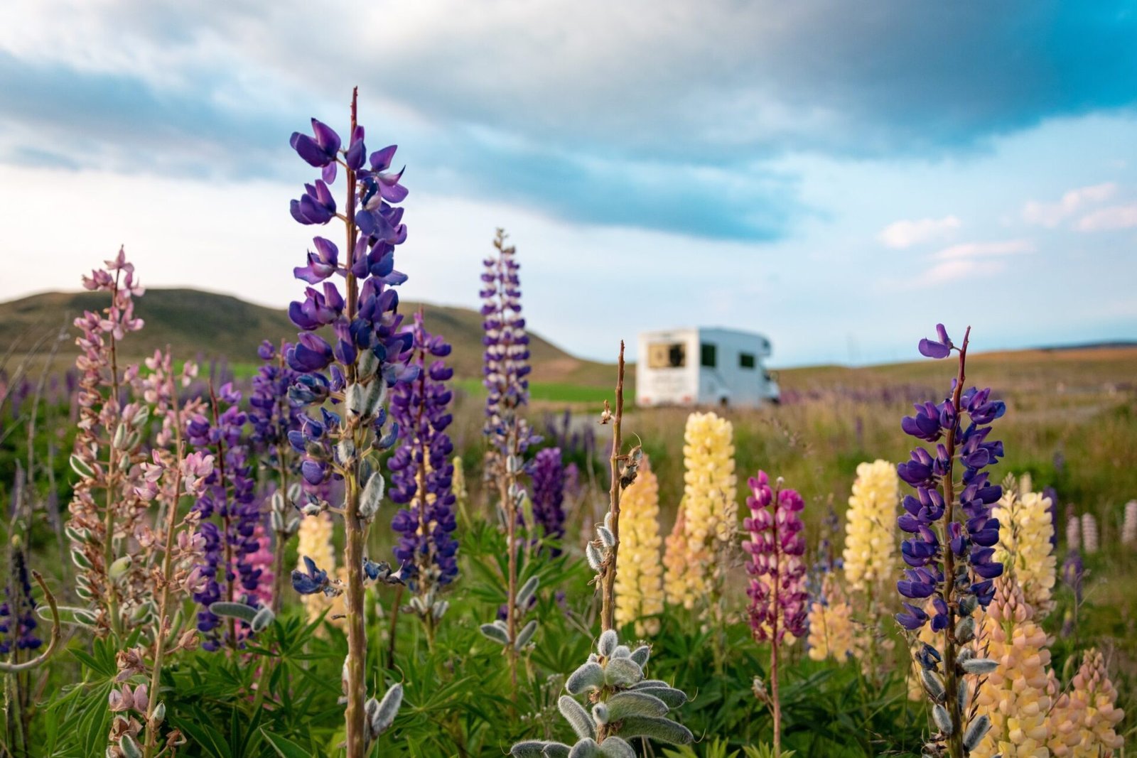 Wildflowers blooming in a field with an RV parked in the background under a blue sky