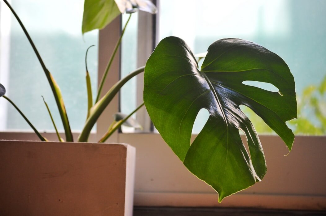 Monstera plant in a white pot sitting on a sunny windowsill